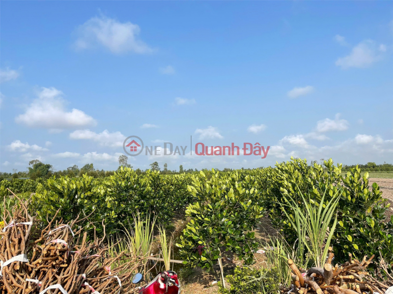 đ 1,69 tỷ Đất Đẹp- giá tốt Chính chủ cần bán nhanh lô đất tại huyện Bình Tân, tỉnh Vĩnh Long