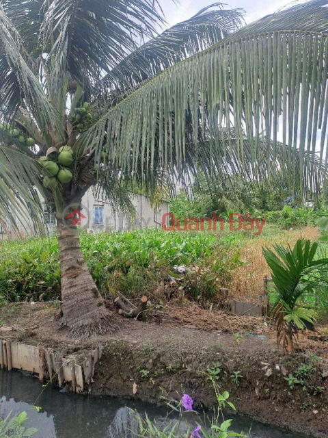 Square Land SHR HXH 201m2 – Thanh Xuan 33 District 12 SS _0