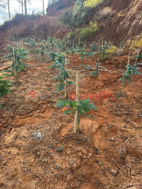 Bán đất tại xã Đạ Sar, Lạc Dương, Lâm Đồng, 400 triệu/1000m2 đẹp, nhiều tiện ích _0