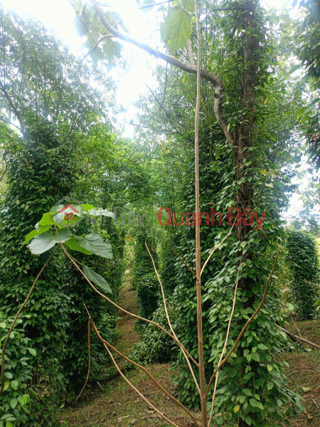 đ 220 Million Durian garden of more than 1000m2 in Gia Nghia city for sale only 220 million