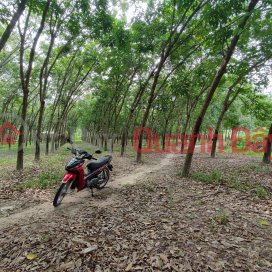 OWNER OF RUBBER LAND FOR SALE IN NINH NGHIA AREA, NINH THANH, CITY. TAY NINH _0