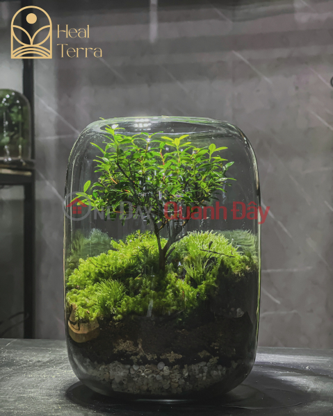 Heal Terra - Terrarium & Workshop in Danang (Heal Terra - Terrarium & Workshop tại Đà Nẵng),Hoa Vang | (4)
