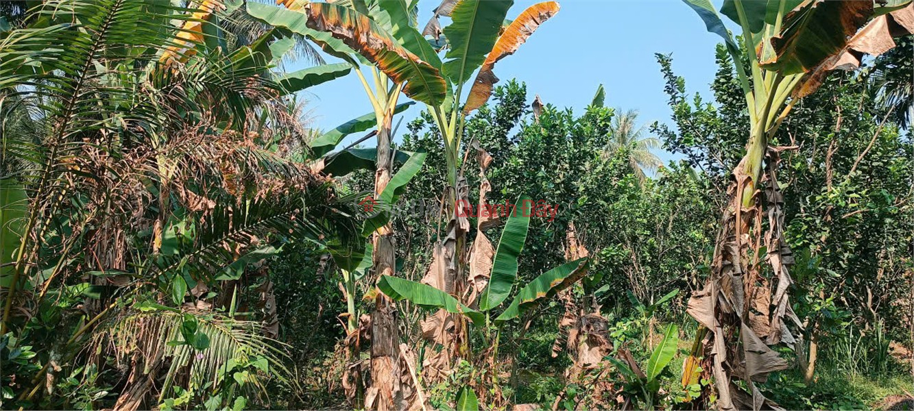 đ 950 triệu, ĐẤT ĐẸP – GIÁ TỐT – CHÍNH CHỦ CẦN BÁN Đất Tại xã Tiên Thủy, Châu Thành, Bến Tre