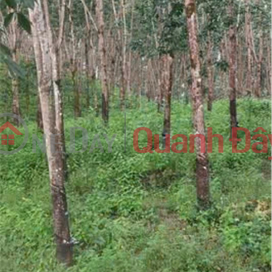 BEAUTIFUL LAND - INVESTMENT PRICE - LAND FOR SALE in Tho Son, Bu Dang, Binh Phuoc _0