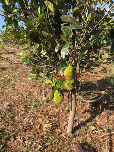 Owner selling 20,000m2 of land in Dak Ru commune, Dak R'Lap district, Dak Nong province (bordering Binh Phuoc province),with land title deed. Vietnam | Sales, đ 14 Billion