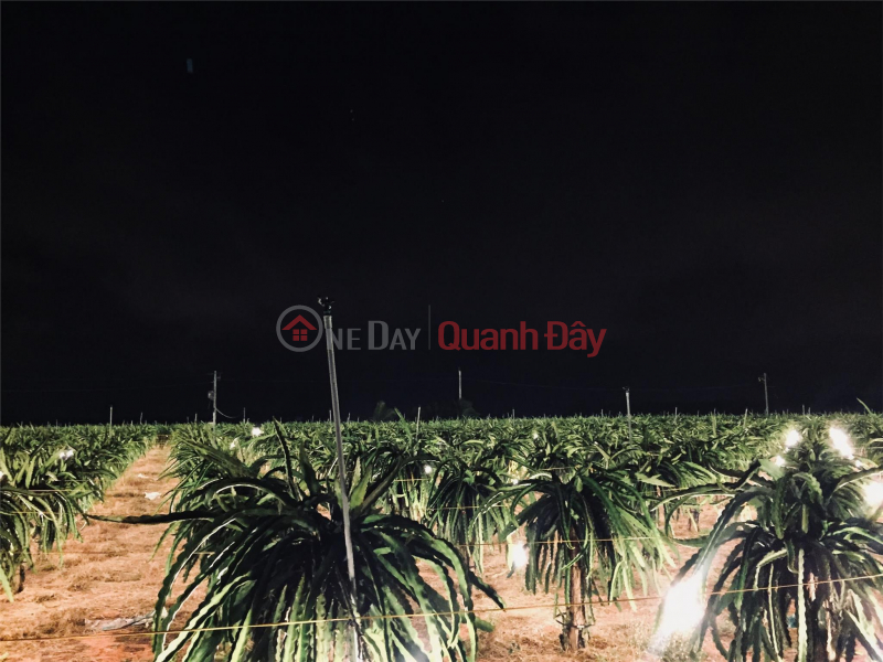 đ 6 Billion, FOR SALE 1 acre of land to grow dragon fruit in Ham Thuan Nam - Extremely cheap price