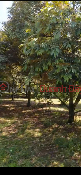 Property Search Vietnam | OneDay | Nhà ở | Niêm yết bán, CHÍNH CHỦ CẦN BÁN Nhanh Vườn Sầu Riêng 12,201.2m2 Bảo Bình, Cẩm Mỹ, Đồng Nai
