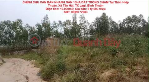 OWNER NEEDS TO QUICKLY SELL NEARLY 10HA OF LAND FOR GROWING INDIGO IN LAGI, BINH THUAN - SUPER CHEAP PRICE _0