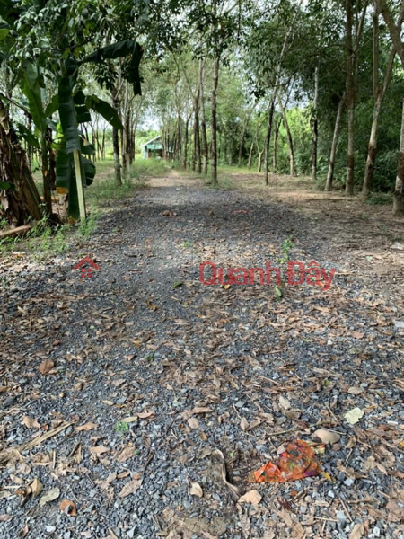 Land for sale in An Tho hamlet, An Co commune, Chau Thanh, Tay Ninh. Sales Listings